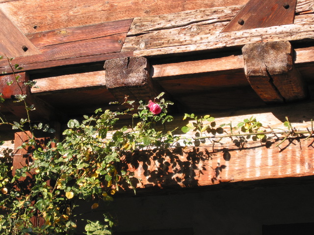 Swiss city of Roses - Rapperswil
