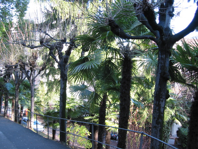 Palm Trees in Switzerland?