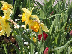 The biggest daffodils we've ever seen