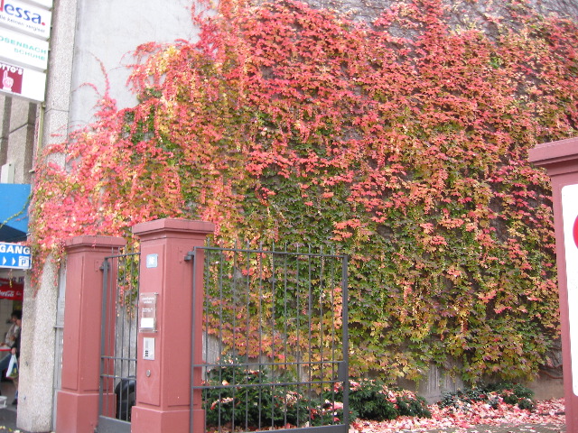 Schafgasse (street) 2