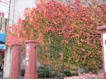 Schafgasse (street) 2