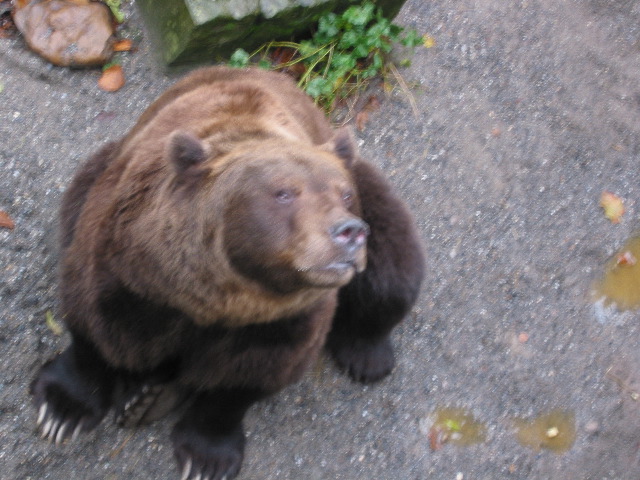B&auml;rengraben (bear pits) 2