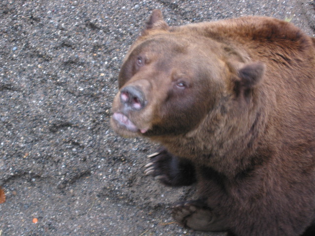 B&auml;rengraben (bear pits) 3
