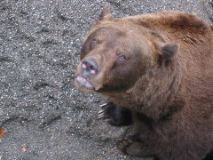 B&auml;rengraben (bear pits) 3