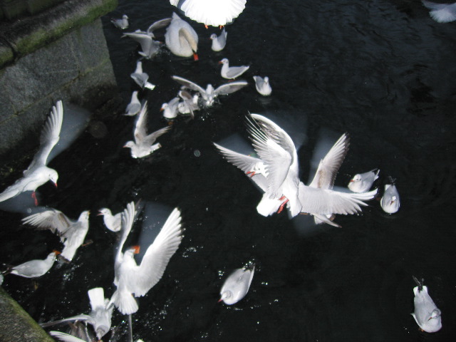 What are these birds doing?