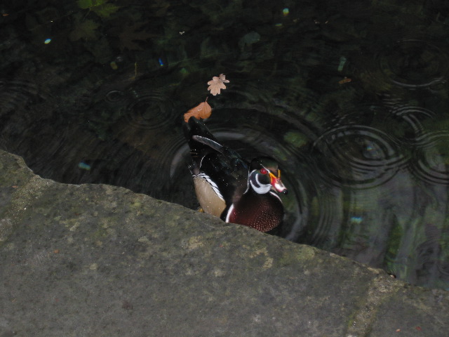Did someone paint this duck?