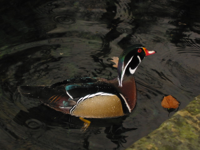 Even the swiss ducks are better