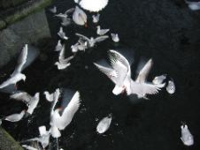 What are these birds doing?